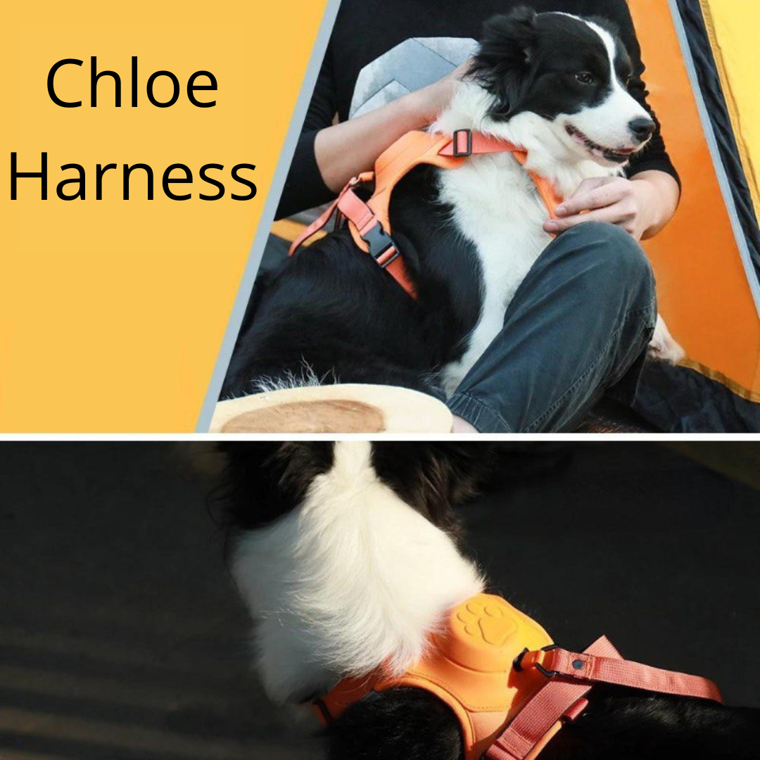 Chloe_Harness.png